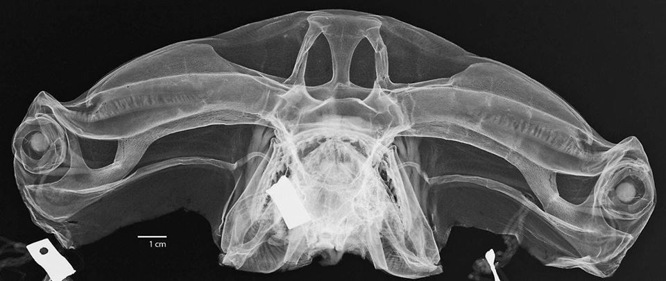 An X-ray of a hammerhead Shark.